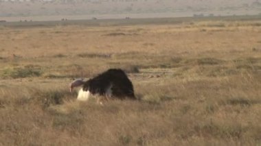 Masai devekuşu çalılıklarda çiftleşiyor.