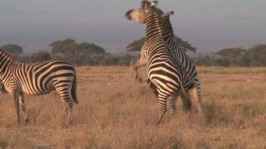 İki zebra dövüşüyor ve üçüncüsü dövüşçüleri ayırmak için geliyor.