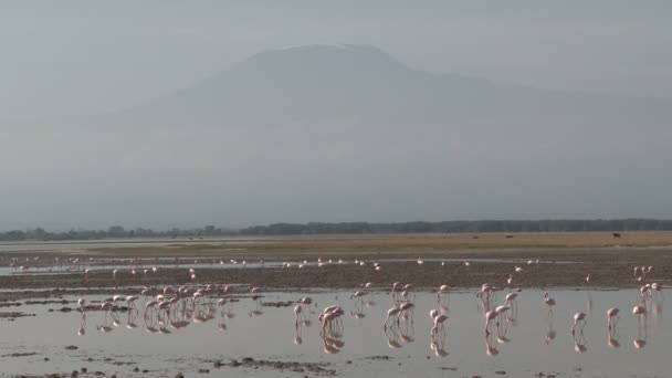 Flamingos Reflections Mighty Kilimanjaro Background — Stock Video