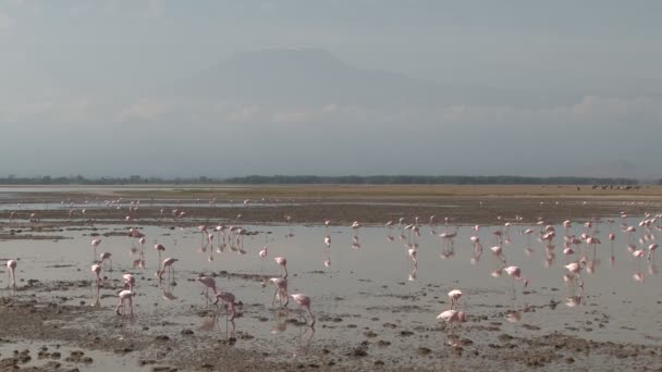 フラミンゴが浅い湖で餌を与えキリマンジャロを背景に — ストック動画
