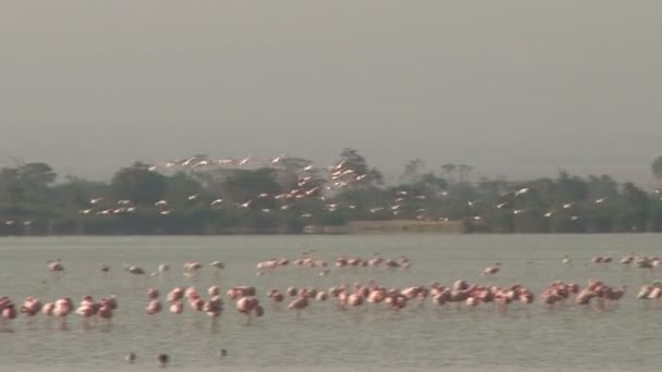 Flamingo Vliegen Een Nieuw Meer Amboseli — Stockvideo