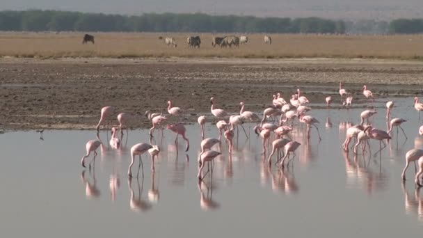 Flamingi Zebry Tle — Wideo stockowe