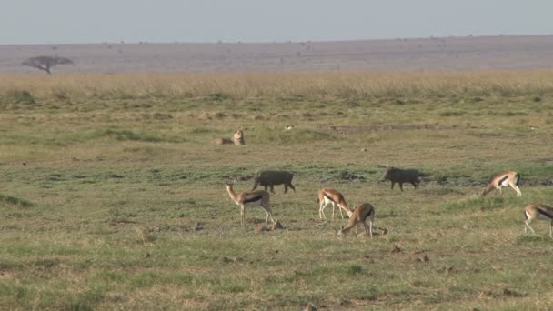 Gazele Warthogs Wypas Bardzo Blisko Lwa — Wideo stockowe