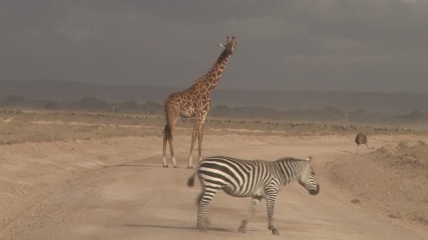 Giraffe Zebra Steken Weg — Stockvideo