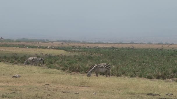 Many Animals Congregate Drying Swamp — Stock Video