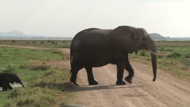Mutter Und Elefantenbaby Überqueren Straße Einem Park — Stockvideo