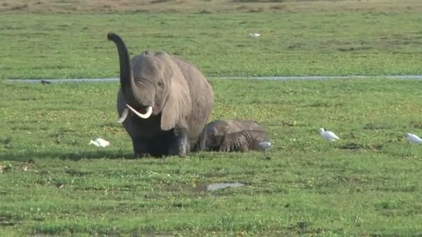 乾燥した沼で食べる母と子の象 — ストック動画