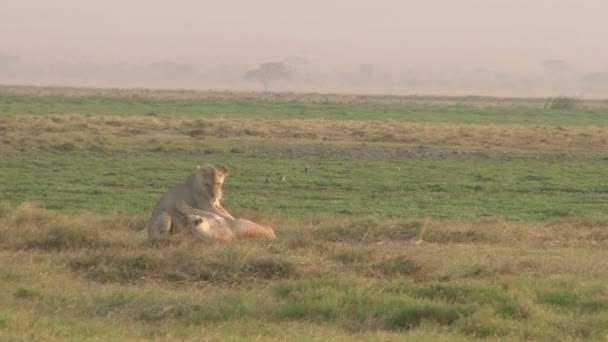 Two Lions Playing Swamp — Stock Video