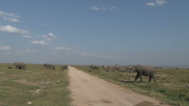 Muchos Elefantes Con Camino Arbustivo Par — Vídeos de Stock