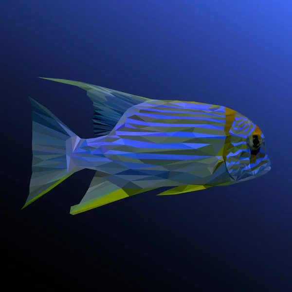 Malawi cichlid peixe animal baixo poli design . — Fotografia de Stock
