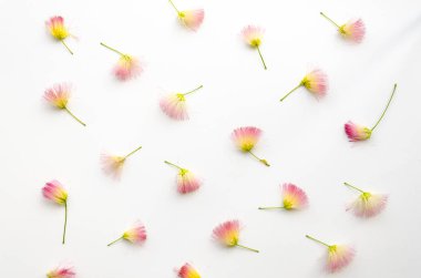 Çiçekler beyaz arka plan düz üzerinde yatıyordu, pembe sırada üstten görünüm ile Flatlay desen. Çiçek düzenlenen kompozisyon