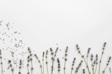 Kurutulmuş lavanta izole üzerinde beyaz arka plan. Lavanta şablon arka plan mockup