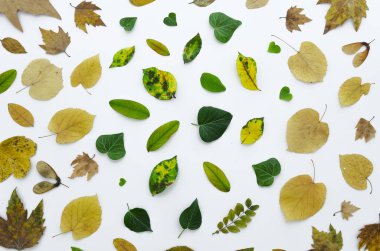 Çiçek desenli beyaz arka plan üzerinde renkli kuru yaprakları yapılmış. Düz yatıyordu, en iyi görünüm. Sonbahar düz omposition yatıyordu. desen yukarıda görüntülemek