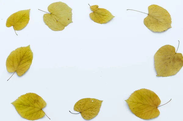 Folhas de outono isoladas em fundo branco, espaço de cópia. Deitado plano, vista superior . — Fotografia de Stock