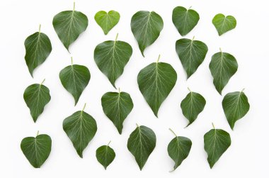 Yeşil yaprakları çiçek desenli doku. Düz yatıyordu, en iyi görünüm. Yaprak arka plan