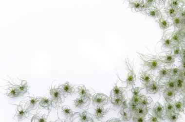 Çiçek sahte clematis vitalba kadar düz yatıyordu, en iyi görünümü izole. Komik tüylü tohum çerçeve.
