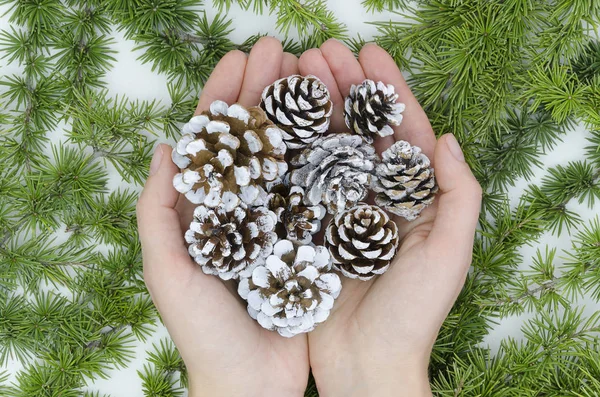 Coni di abete dipinti in mani femminili su sfondo albero di Natale, decorazioni natalizie. Appartamento lay vista dall'alto inverno — Foto Stock