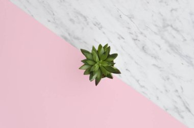 Beautiful pattern of green succulent isolated on pink and marble bright split color background. Flat lay, top view. clipart