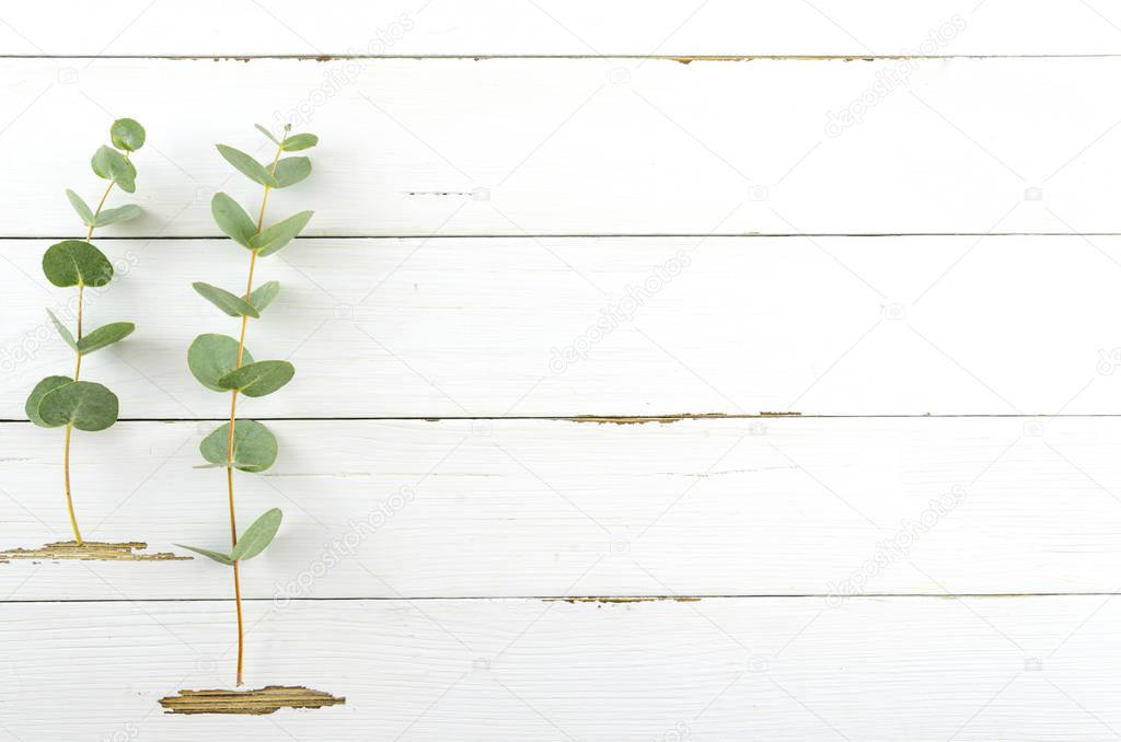 Spring plant over white rustic wooden background. Decorative green leaves eucalyptus branch with free space. Flat lay, top view mockup