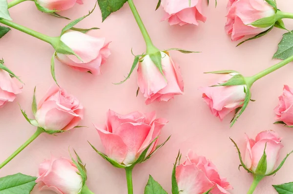 Ροζ τριαντάφυλλα, μοτίβο απαλά. Τριαντάφυλλα τοποθετημένα σε ροζ φόντο, υπερκείμενη προβολή. Επίπεδη lay μοντέρνα floral τριαντάφυλλο — Φωτογραφία Αρχείου