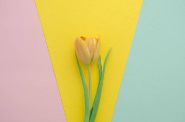 çok renkli kağıt geometrik zemin üzerine Sarı Lale çiçek ile trendy tebrik kartı. Pembe, sarı, mavi düz tasarım yatıyordu