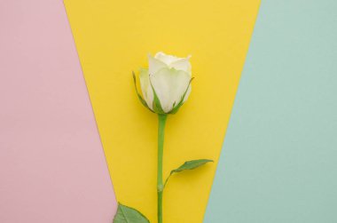 Beyaz gül çiçek kompozisyon Onon Nehri çok renkli kağıt geometrik arka plan. Üstten Görünüm. kopya alanı. Poster, afiş, tebrik kartı, Model arka plan