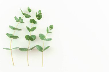 Yeşil okaliptüs kavak beyaz zemin üzerine bırakır. düz yatıyordu, en iyi görünümü