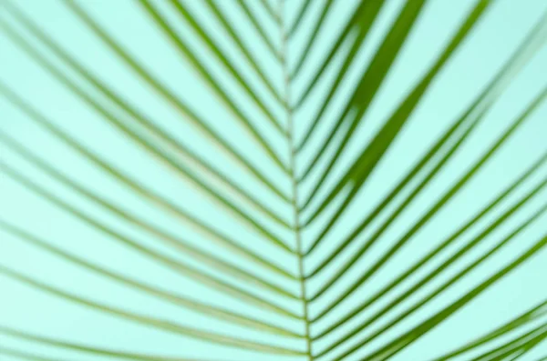 Top view unfocused green leaf branch of palm tree on blue background. Palm leaf texture — Stock Photo, Image