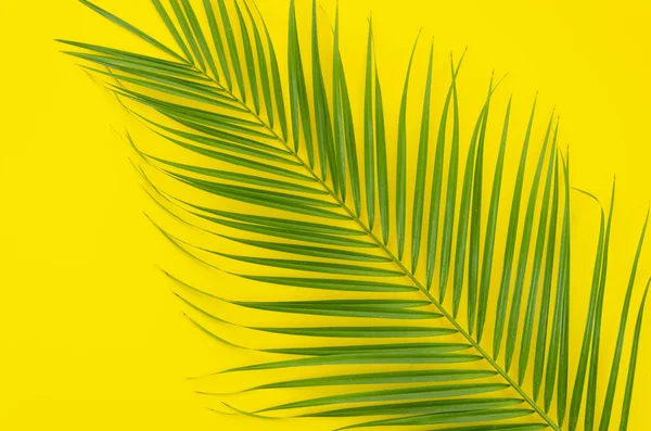 Green leaf of palm tree on yellow background — Stock Photo, Image