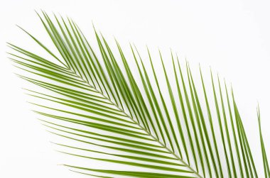 Temiz beyaz arka plan üzerinde yemyeşil tropikal palmiye yaprağı yapılmış izole düz yatıyordu