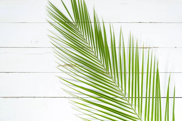 Креативный макет сверху из цветного пышного пальмового листа — стоковое фото