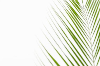 Metin veya afiş için kopyalama alanı ile closeup üst görünüm avuç yaprağı beyaz arka plan