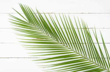 Beyaz tahtalar arka plan üzerinde Phoenix palmiye ağacı. Minimal yaz egzotik konsept düz yatıyordu