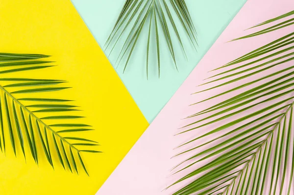 Top view tropical palm leaves lying on colorful pink, mint and yellow background