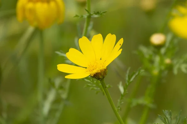 Közelről sárga virág Crown Daisy mélységélesség a vadon élő természet — Stock Fotó