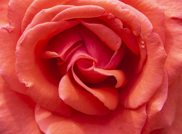 Κορυφή θέα κοντά σε παστέλ κόκκινο τριαντάφυλλο μπουμπούκι. Άνθος floral έννοια φόντο — Φωτογραφία Αρχείου