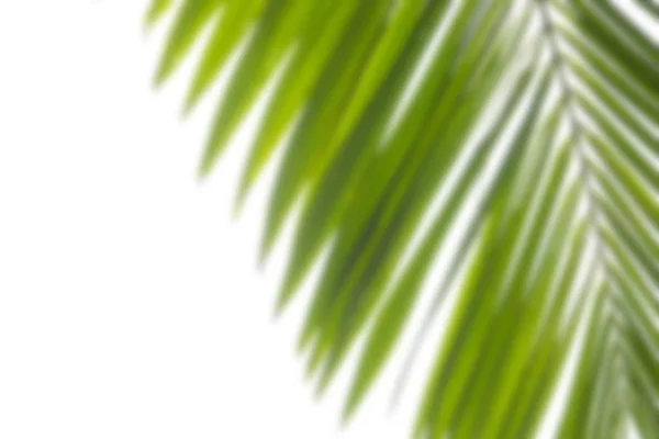 Blurred palm tree branch on white background. Top view with copy space for lettering for banner — Stock Photo, Image