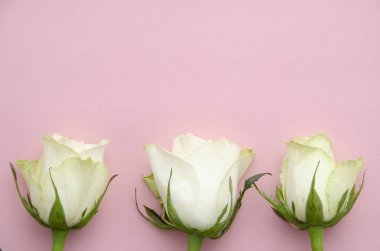 Pembe arka planda beyaz gül çiçekleri. Harf metin veya broşür için boşluk kopyala