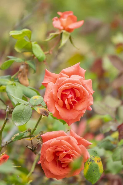 Παστέλ κόκκινο τριαντάφυλλο 3. Εστιασμένη μπουμπούκια με κόκκινο φόντο — Φωτογραφία Αρχείου