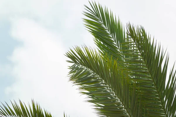 Folhagem de palmeira em um fundo nublado. Espaço em uma esquina da bandeira — Fotografia de Stock