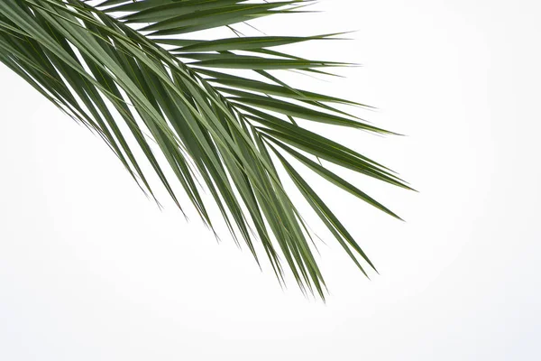 Πράσινο φύλλο φοίνικα απομονώνεται σε λευκό φόντο. Κορυφαία θέα από γωνία σε κέντρο αντίγραφο χώρο για το καλοκαίρι μόδας πανό — Φωτογραφία Αρχείου