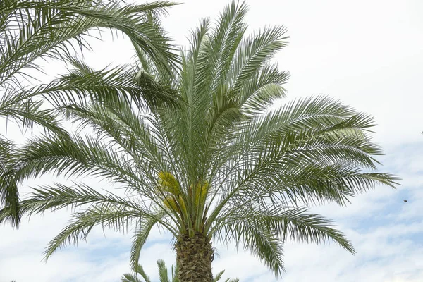 Phoenix na palmové koruně se svěžími listy na zatažené přelité počasí — Stock fotografie