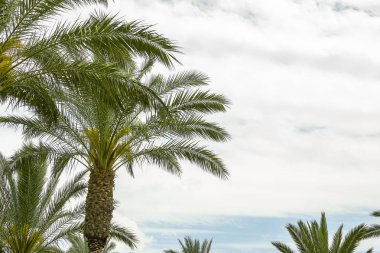 Yemyeşil yaprakları ile Hindistan cevizi palmiye ağaçları. Tropik orman. Yaz konsept arka plan geliyor