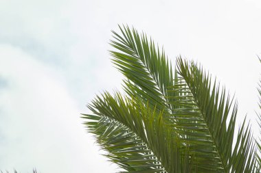 Gökyüzü arka planında yaz palmiye ağacı yaprakları. Metin için köşedeki boşluk