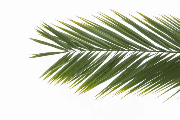Tropical palm branch isolated on a white background. Summer is coming concept. Flat lay top view — Stock Photo, Image