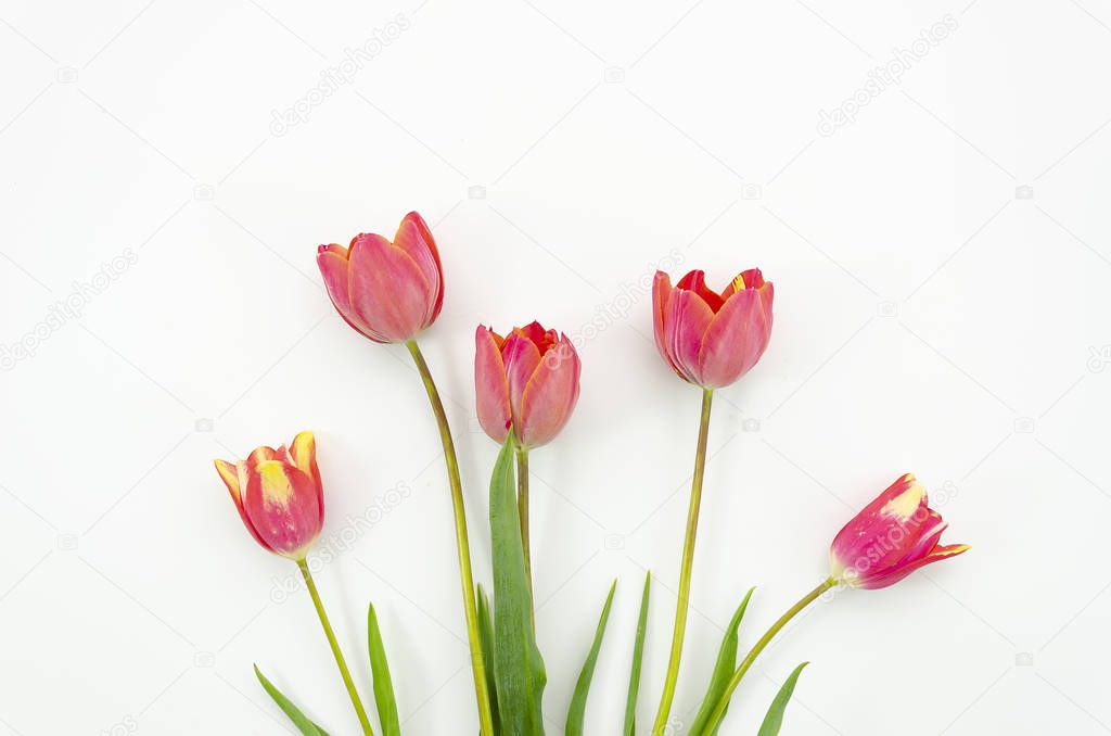 Top view spring tulip flowers on a white background. Copy space for text