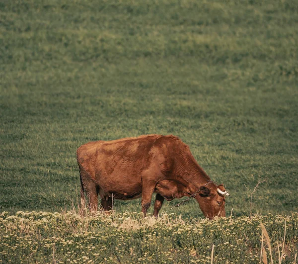 Brown tehén legelőn. Legelnek egy zöld rét nyáron. A falusi turizmus koncepciója — Stock Fotó