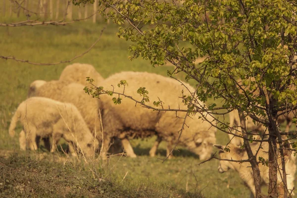 Juh-és bárányokat legelnek egy zöld rét a háttérben. Vidéki terület középpontjában a fa. Bokeh hatása a forgalomba a szöveg — Stock Fotó