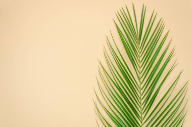 Pastel bej arka planda tropikal palmiye yaprağı. Minimal yaz konsepti. Yaratıcı düz kopyalama alanı ile yatıyordu. Punchy pastel kağıt üzerinde üst görünüm yeşil yaprak