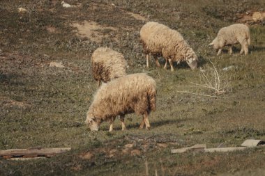 Koyun ve kuzular yeşil bir çayırda otluyorlar. Kırsal turizm konsepti
